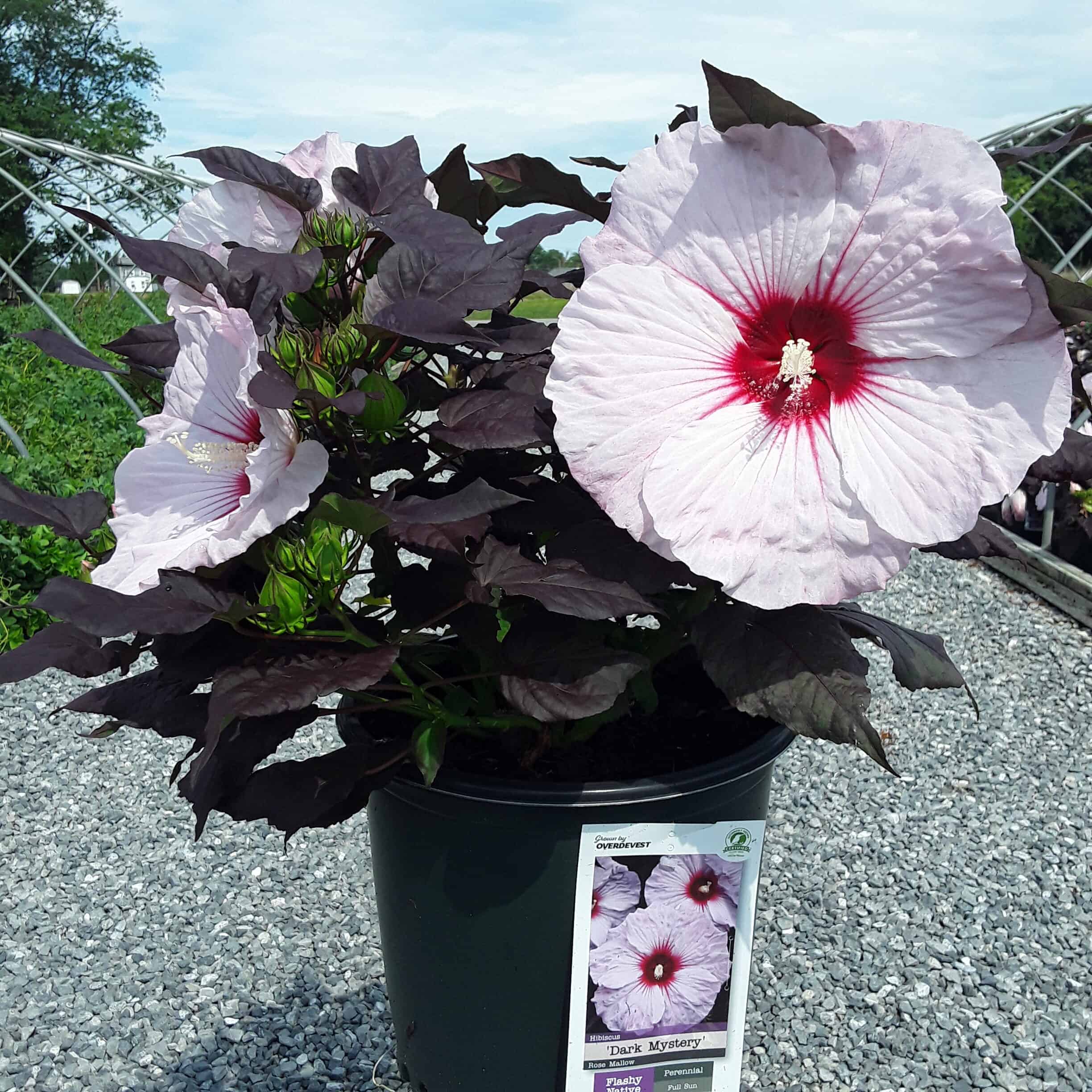 Hibiscus 'Dark Mystery'