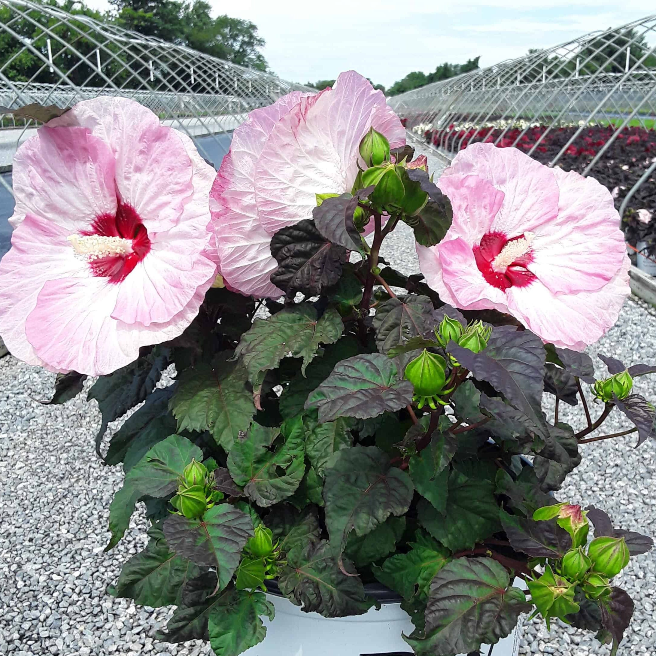 Hibiscus Summerific® 'Spinderella'