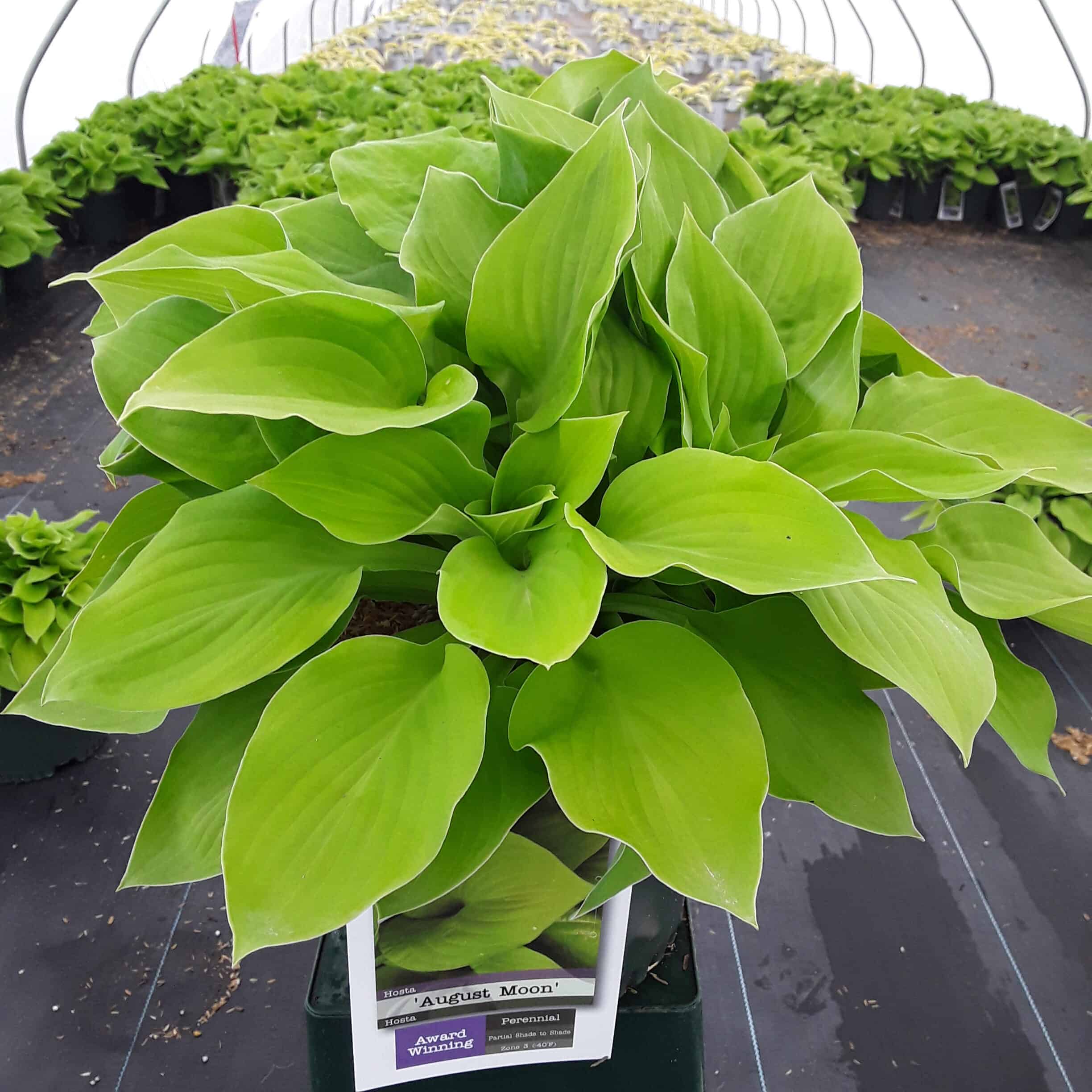 Hosta 'August Moon'