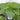 Hosta Shadowland® 'Empress Wu'