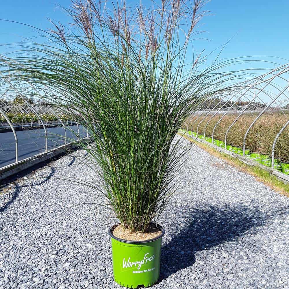 Grass Miscanthus Worry Free Scout
