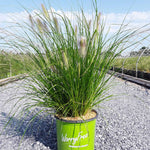 Pennisetum WorryFree® Hush Puppy™