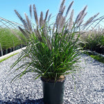 Pennisetum ‘Red Head’