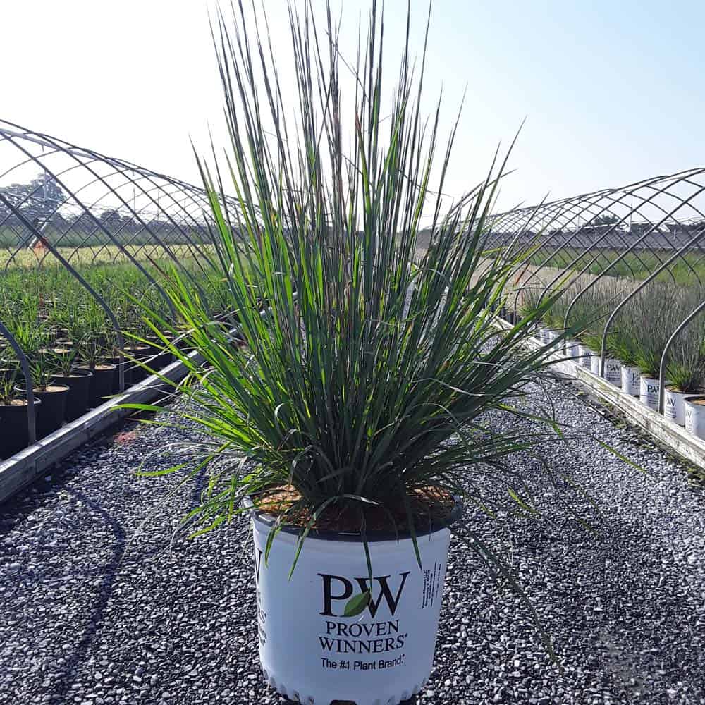 Schizachyrium 'Blue Paradise' Grass