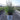 Schizachyrium Prairie Winds® 'Blue Paradise' (Little blue stem Grass) OVD