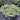 Stachys 'Little Lamb' (Lamb's Ears)