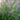 Ornamental Grass: Pennisetum 'Red Head' (Fountain Grass)