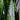 snake plant with green and white striped leaves
