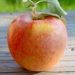Apple Gala