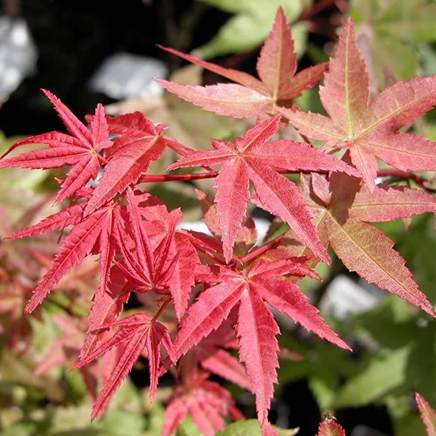 Japanese Maple Shin Deshojo