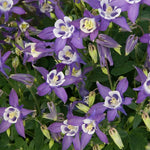 Aquilegia Double Blue