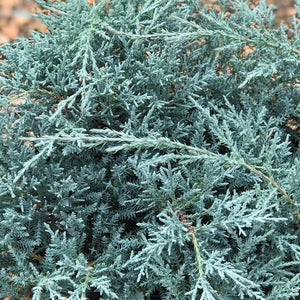 Juniper Angelica Blue