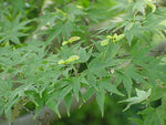 Acer Palmatum 'Green'