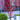 Acer palmatum 'Sango Kaku’ (Coral bark Japanese Maple) 1