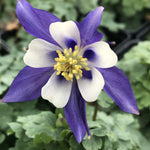Aquilegia Double Blue