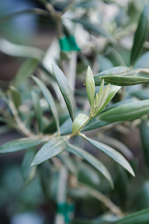 'Arbequina' Olive Tree
