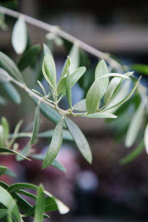 'Arbequina' Olive Tree Large