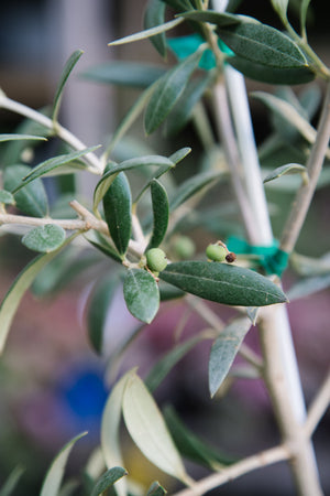 'Arbequina' Olive Tree Large