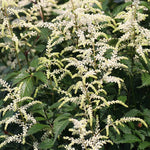 Astilbe Deutschland