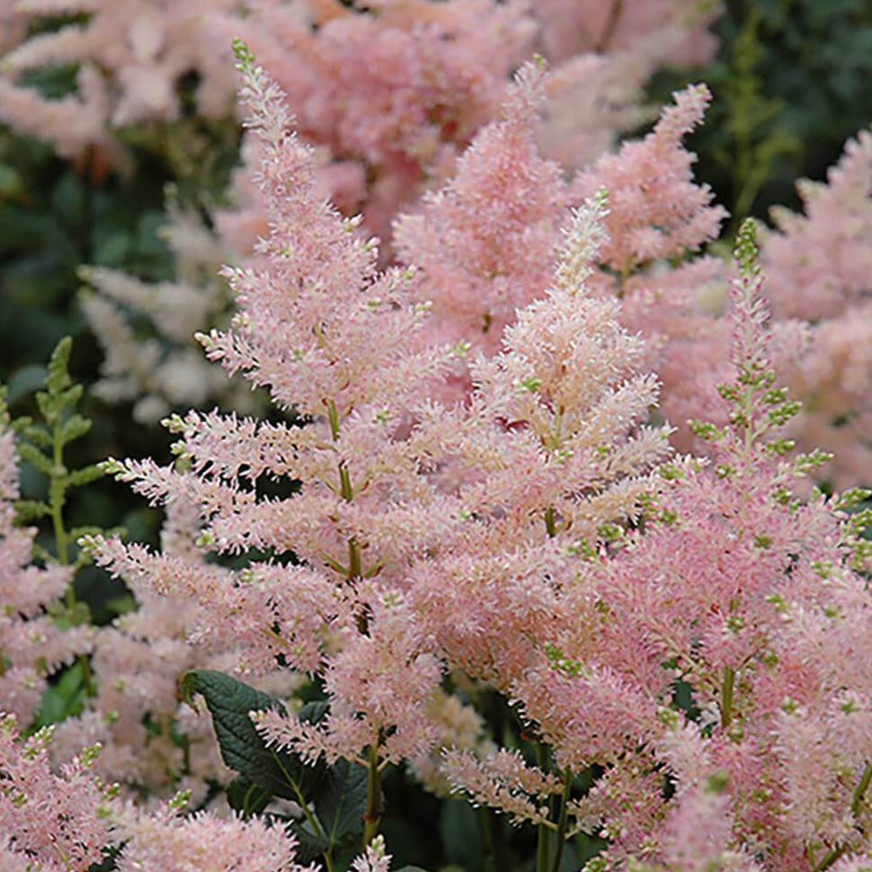 Astilbe Peach Blossom