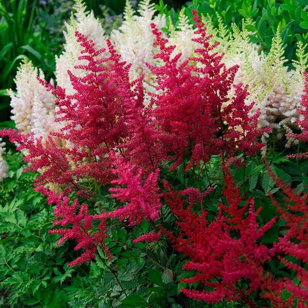 Astilbe Vision in Red