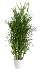 Chamadorea seifrizii 'Bamboo Palm' Medium