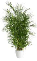Chamadorea seifrizii 'Bamboo Palm' Large