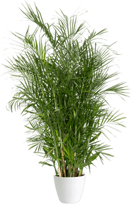 Chamadorea seifrizii 'Bamboo Palm' Large