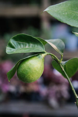 Semi-Dwarf Lime Tree