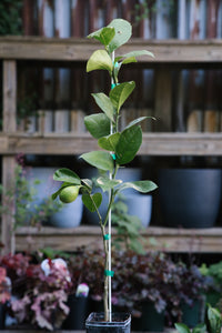 Semi-Dwarf Lime Tree