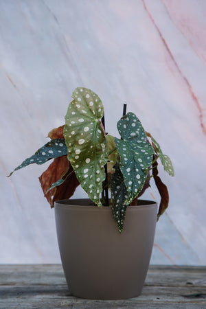 Begonia Maculata Variegata