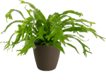 Bird's Nest Ferns