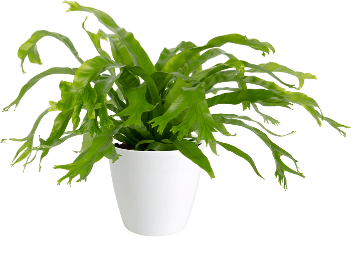 Alspenium Bird's Nest Fern 'Crissie'