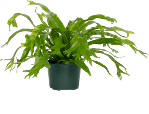 Bird's Nest Ferns