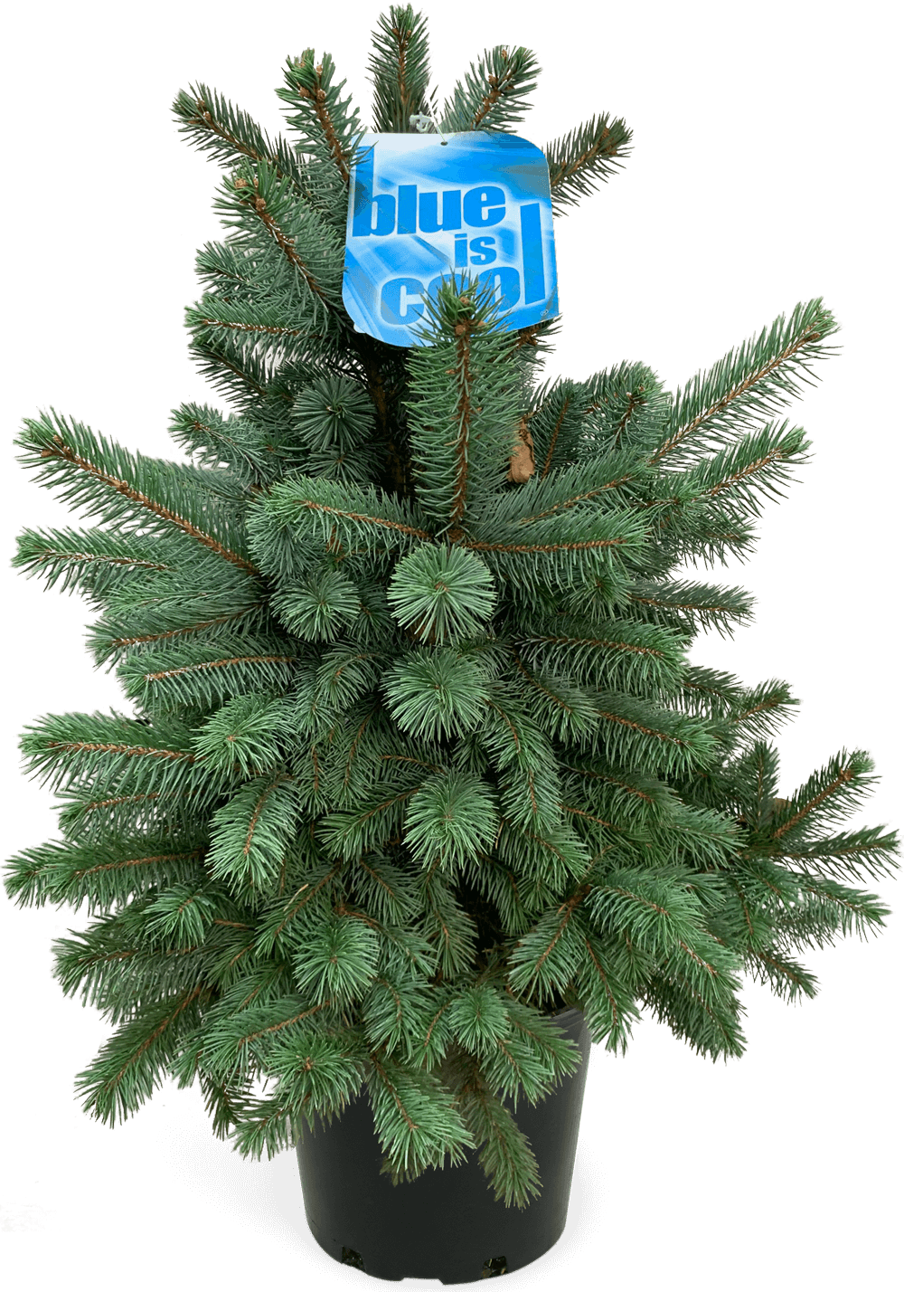 Baby Blue Spruce
