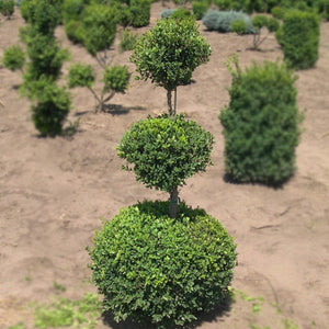 Green Mountain Boxwood 3-Ball Poodle Tier Topiary