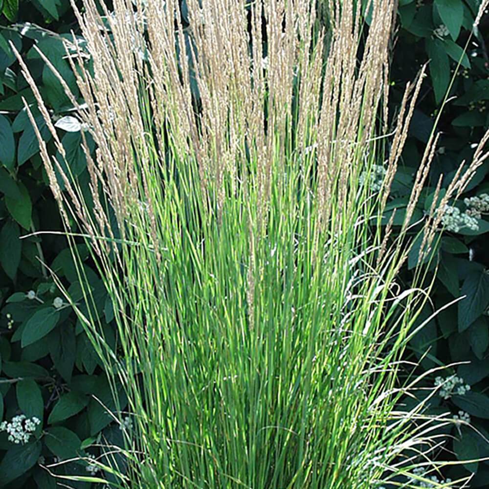 Calamagrostis Karl Foerster Feather Reed Grass