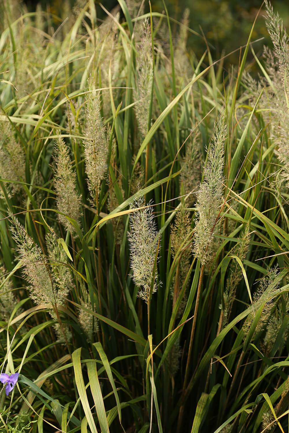Grass Feather Fabulous