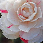 Camelia April Dawn