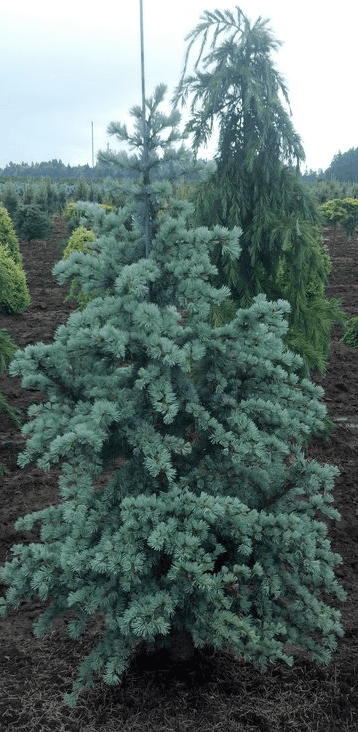 full grown blue atlas cedar