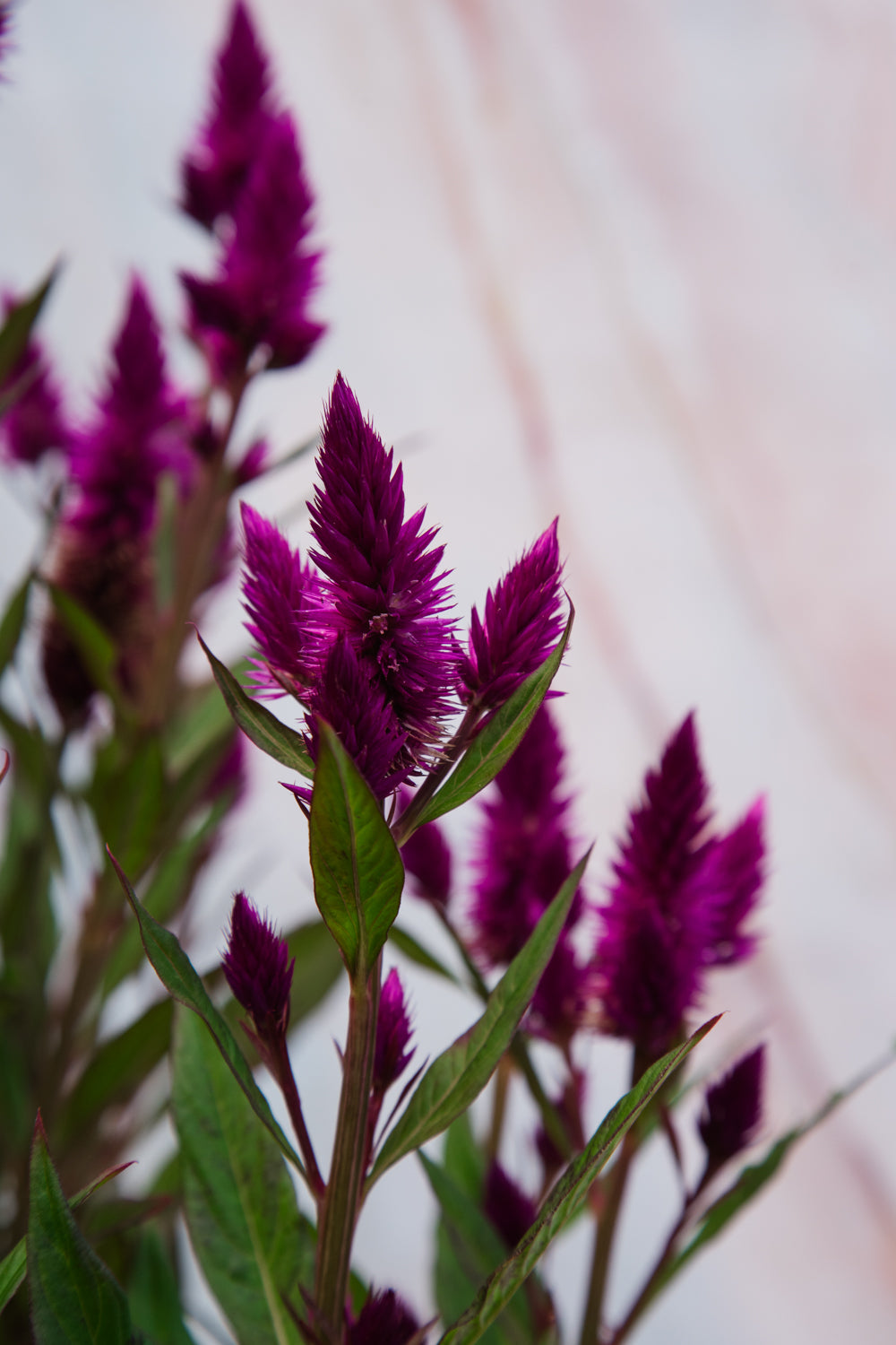 Celosia Intenz Dark Purple Medium