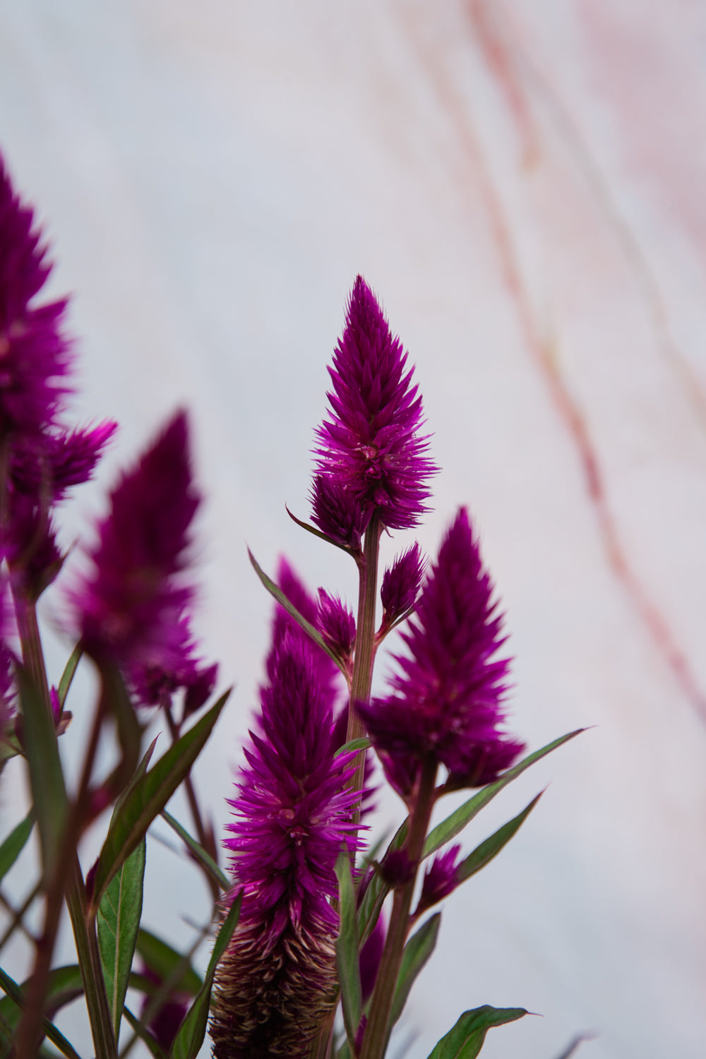 Celosia Intenz Dark Purple Medium