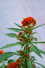 Celosia Twisted Orange