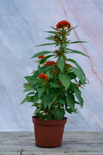 Celosia Twisted Orange