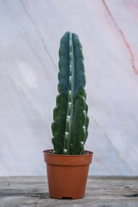 Cereus Peruvianus Small