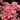 Dogwood Scarlet Fire kousa hybrid