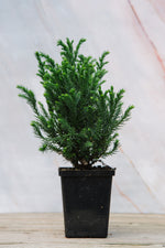 Cryptomeria Globosa