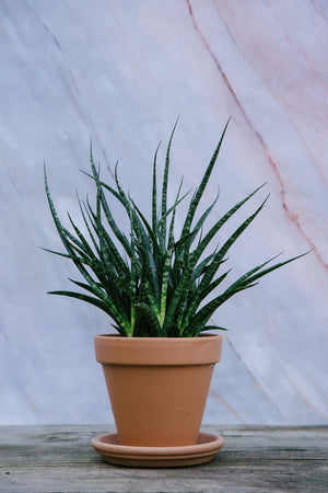 Sansevieria Fernwood Small