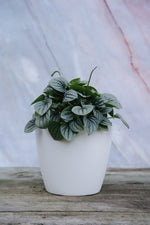 Peperomia Frost Small