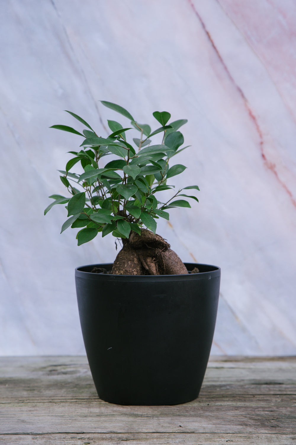 Ficus Ginseng Small